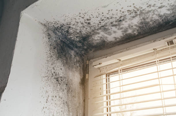 Affordable Mold Removal solutions in Red Lion, PA